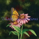 Coneflower Of Choice (image for) Coneflower Of Choice